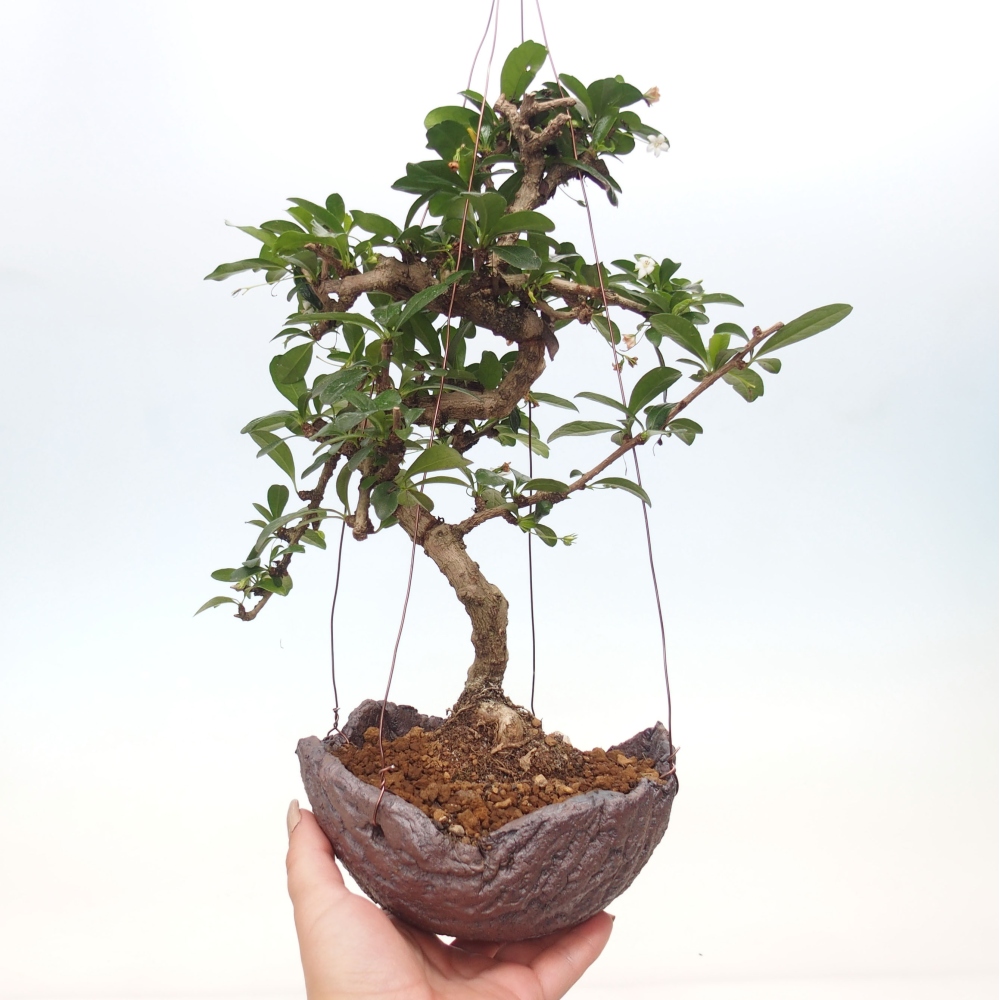 Kokedama v keramice - Čaj-fuki - Carmona macrophylla