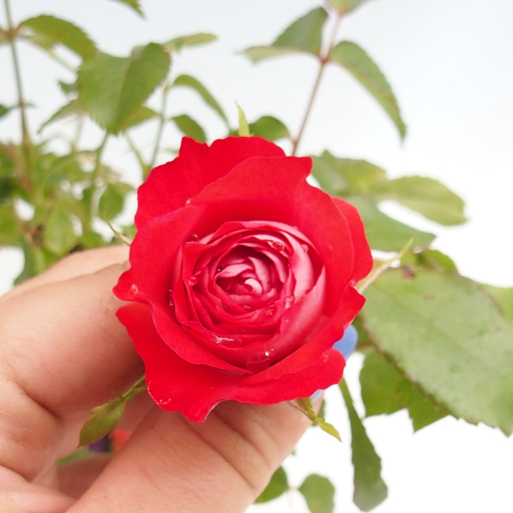 Venkovní bonsai - Rosa Kordes -  růže