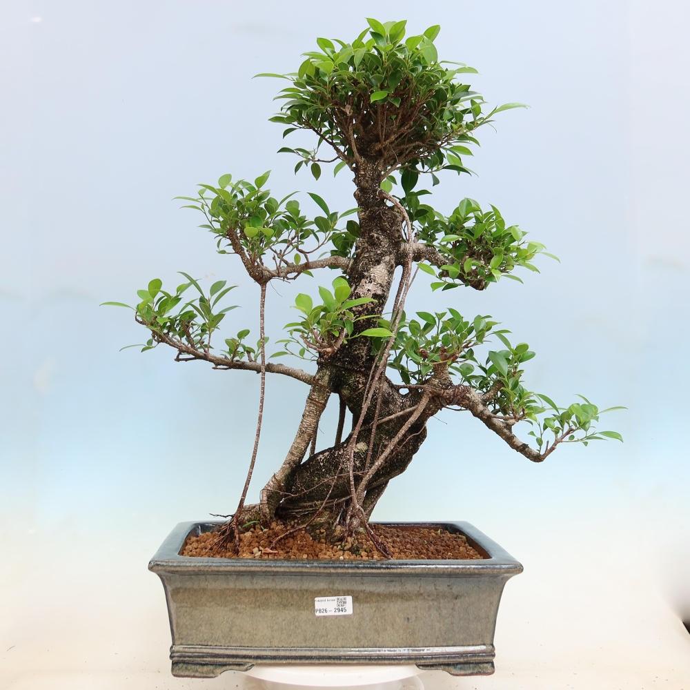 Pokojová bonsai - Ficus kimmen -  malolistý fíkus