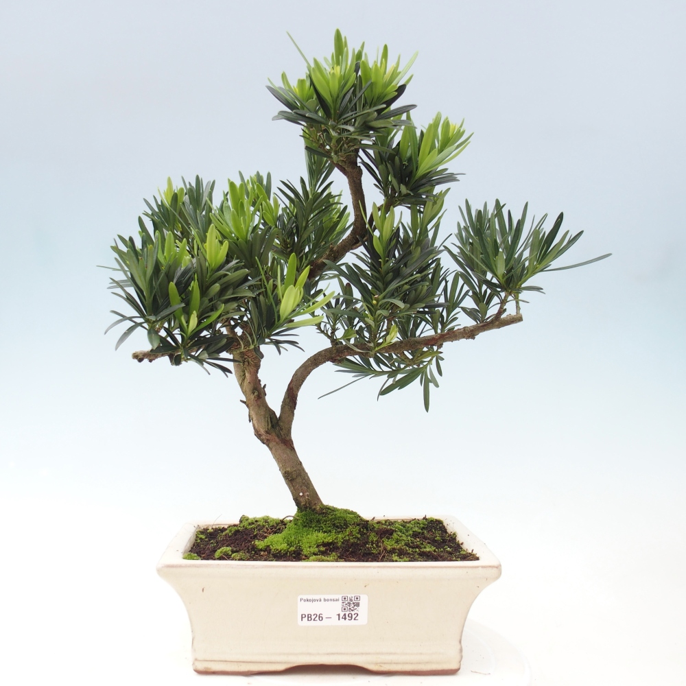Pokojová bonsai - Podocarpus - Kamenný tis