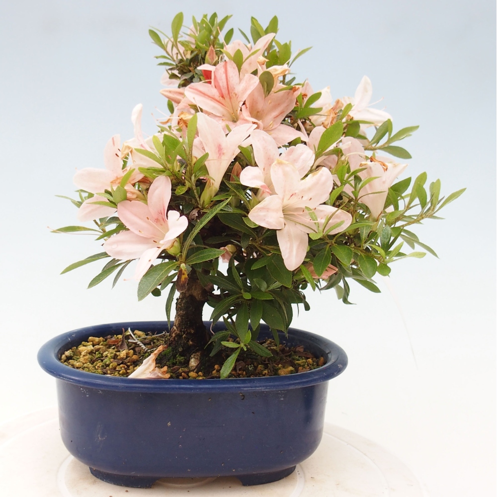 Venkovní bonsai - Japonská azalka - Azalea Nikko
