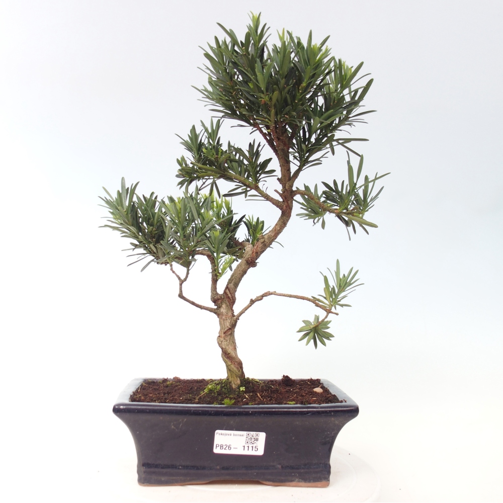 Pokojová bonsai - Podocarpus - Kamenný tis