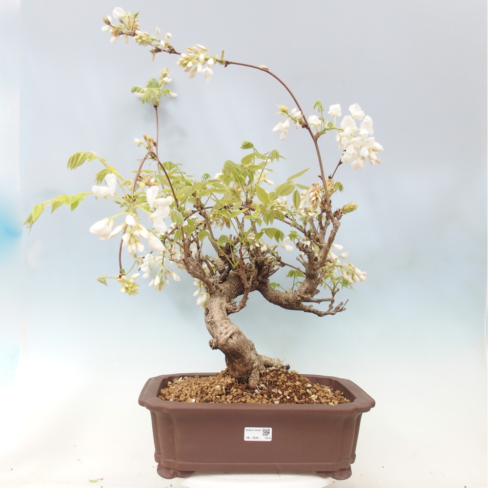 Venkovní bonsai - Vistarie  - Wisteria 