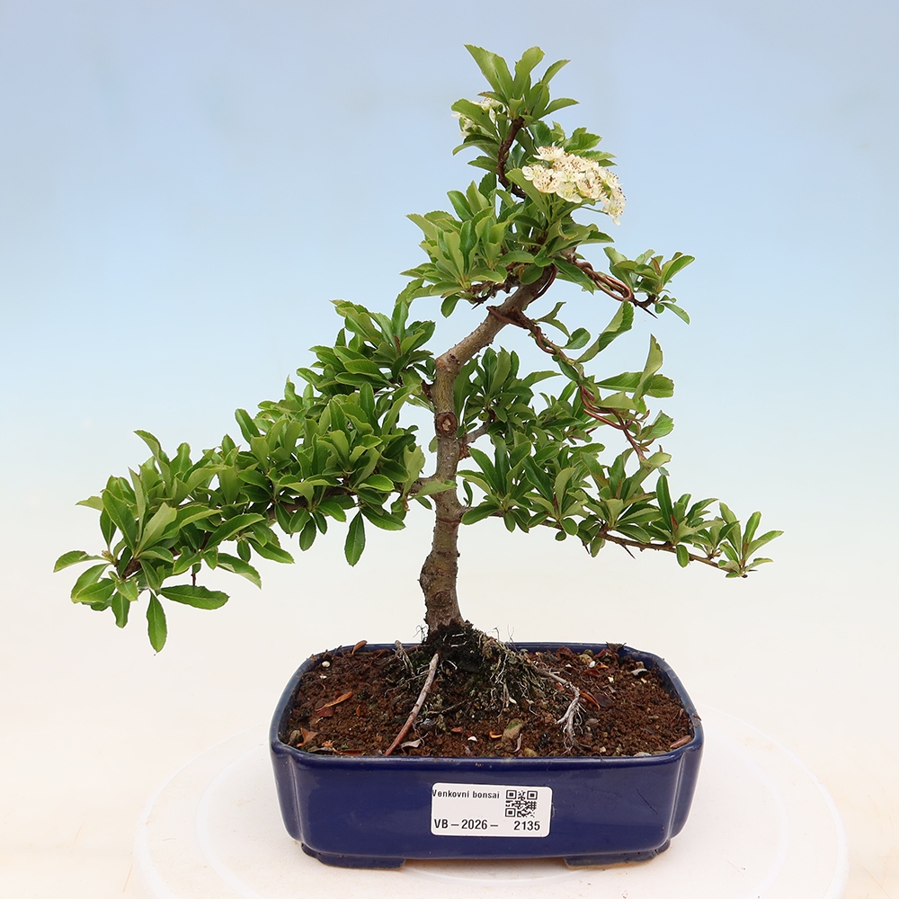 Venkovní bonsai - Pyracantha teton - Hlohyně šarlatová