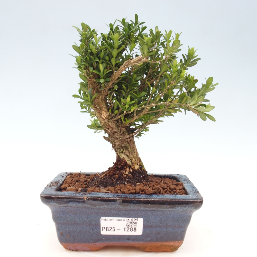 Pokojová bonsai - Buxus harlandii - korkový buxus