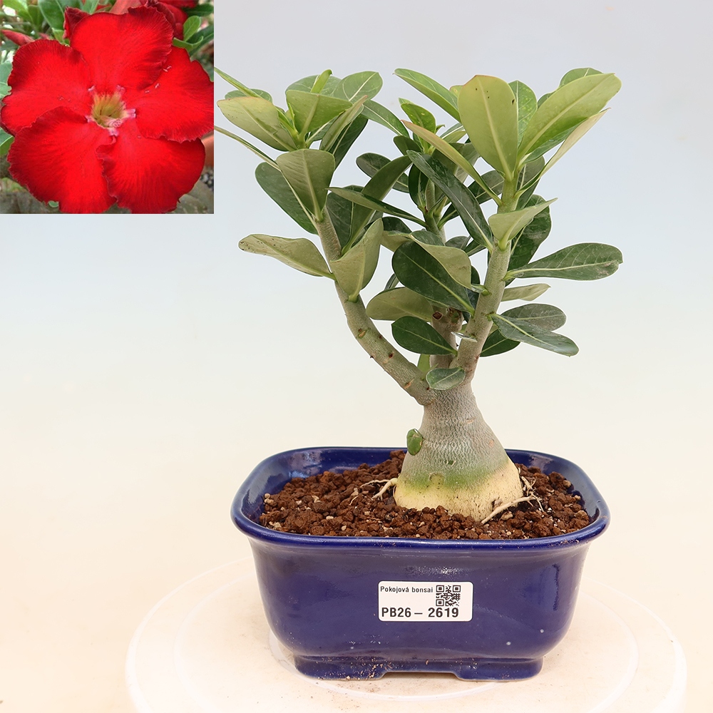 Pokojová bonsai - Adenium obesum Red Star - Pouštní růže