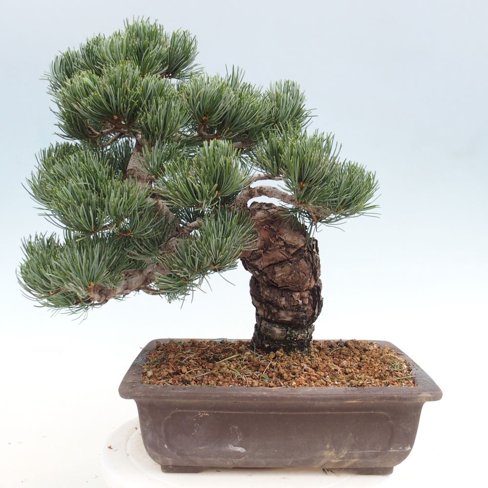Venkovní bonsai - Pinus parviflora - Borovice drobnokvětá