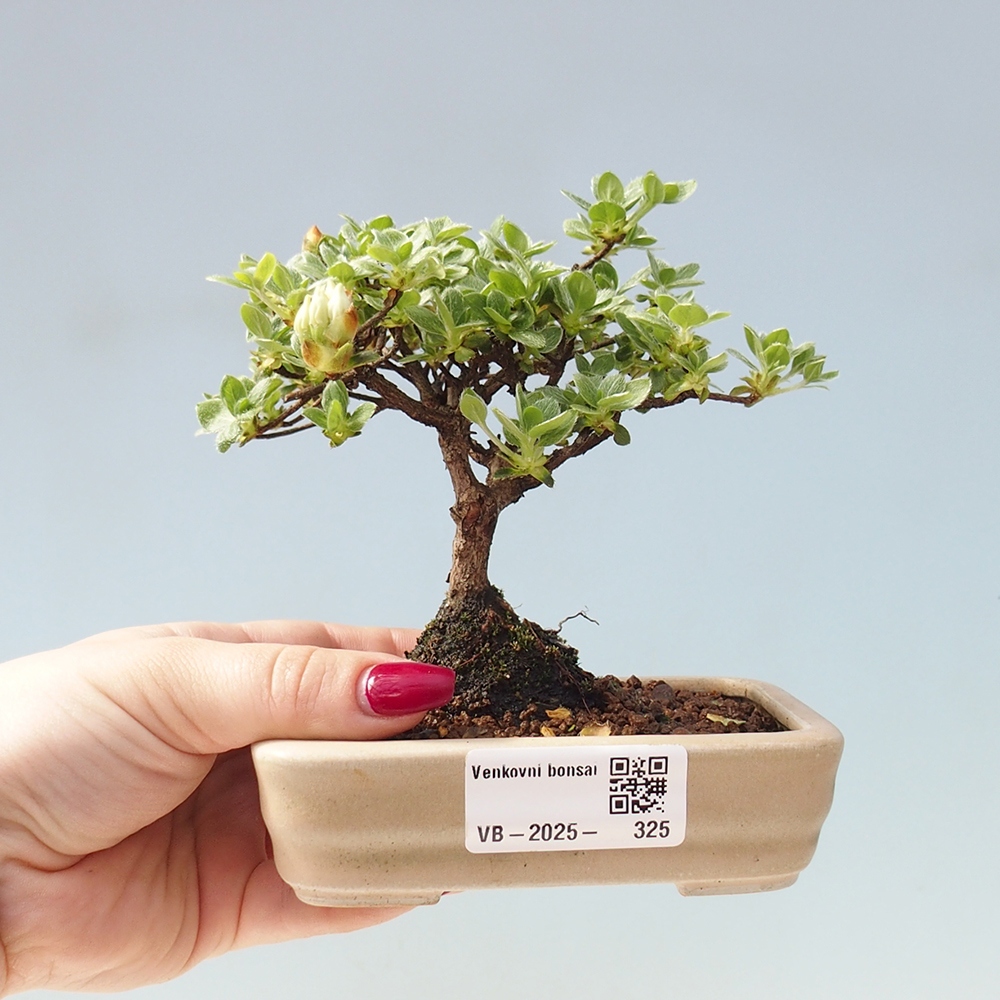 Venkovní bonsai - Rhododendron indicum - Japonská azalka