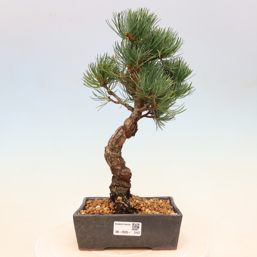 Venkovní bonsai - Pinus parviflora - Borovice drobnokvětá