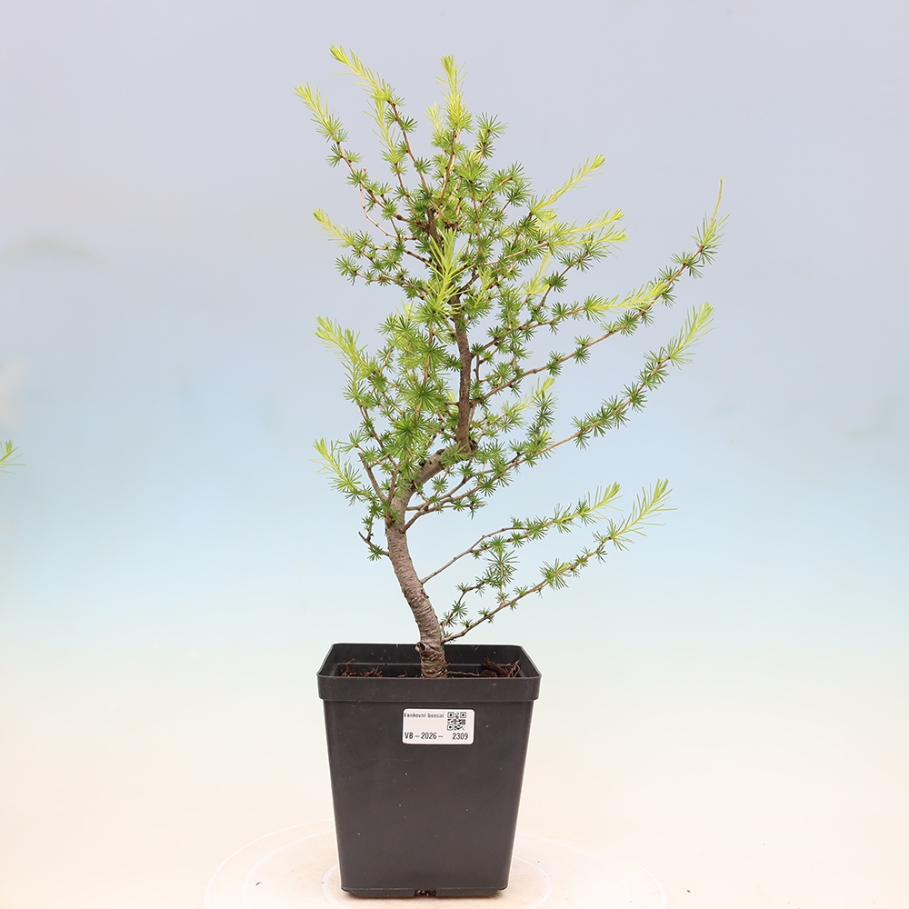 Venkovní bonsai -Larix decidua - Modřín opadavý 