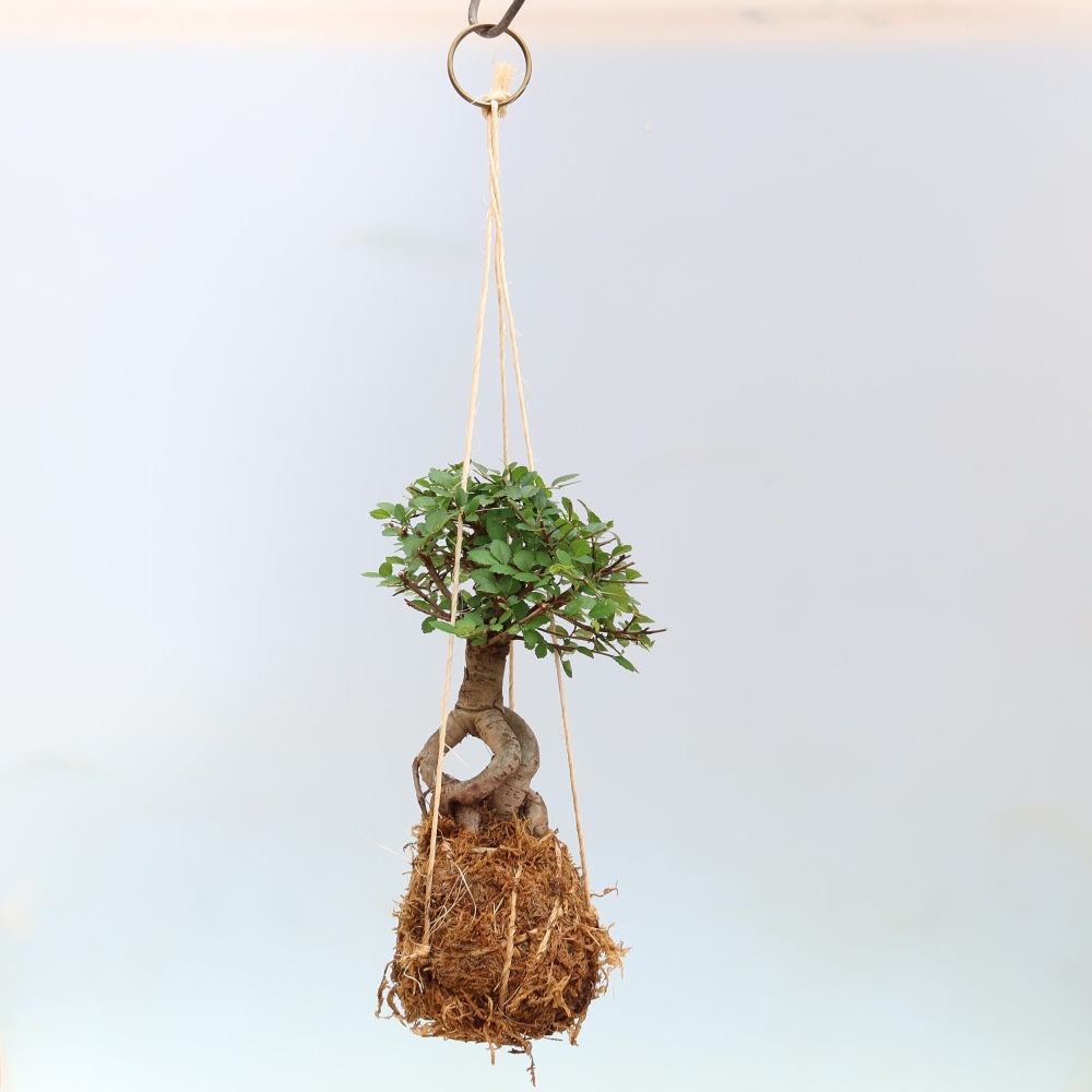 Kokedama v keramice -Ulmus parvifolia- malolistý jilm
