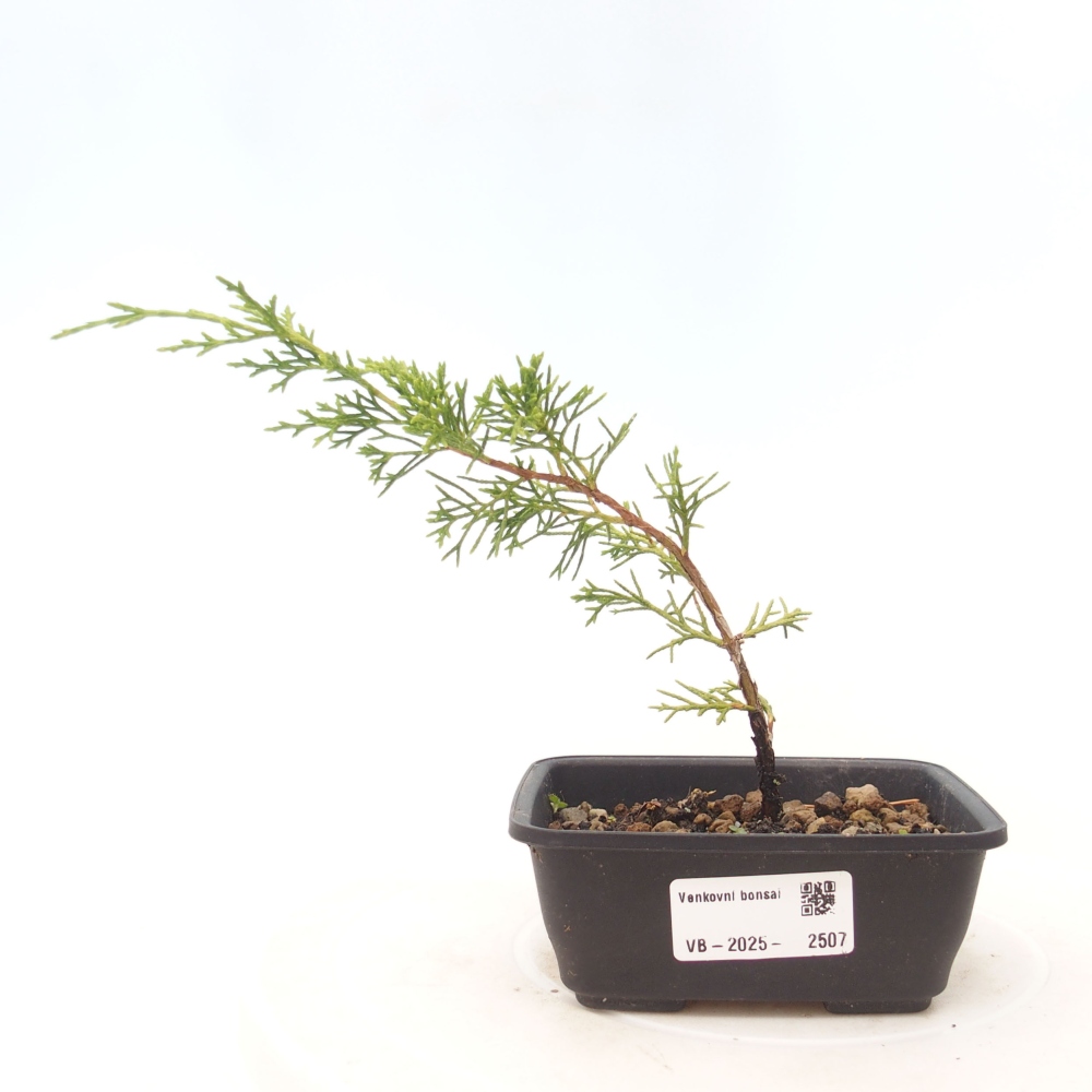 Venkovní bonsai - Juniperus chinensis Itoigawa -Jalovec čínský