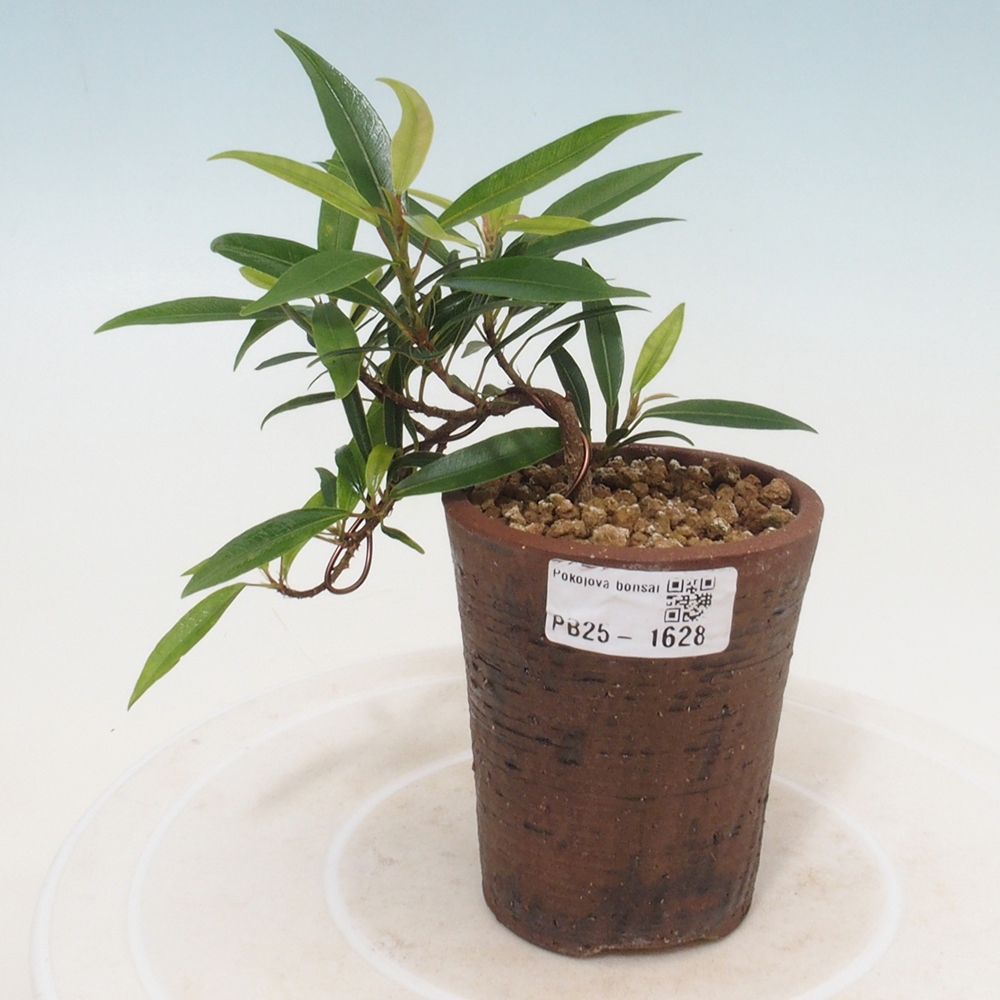Pokojová bonsai - Ficus nerifolia -  malolistý fíkus