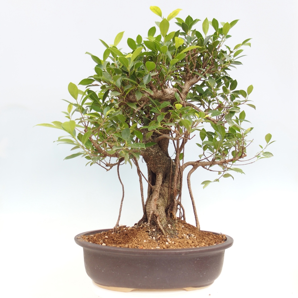 Pokojová bonsai - Ficus kimmen -  malolistý fíkus - POUZE OSOBNÍ ODBĚR nebo paletová přeprava