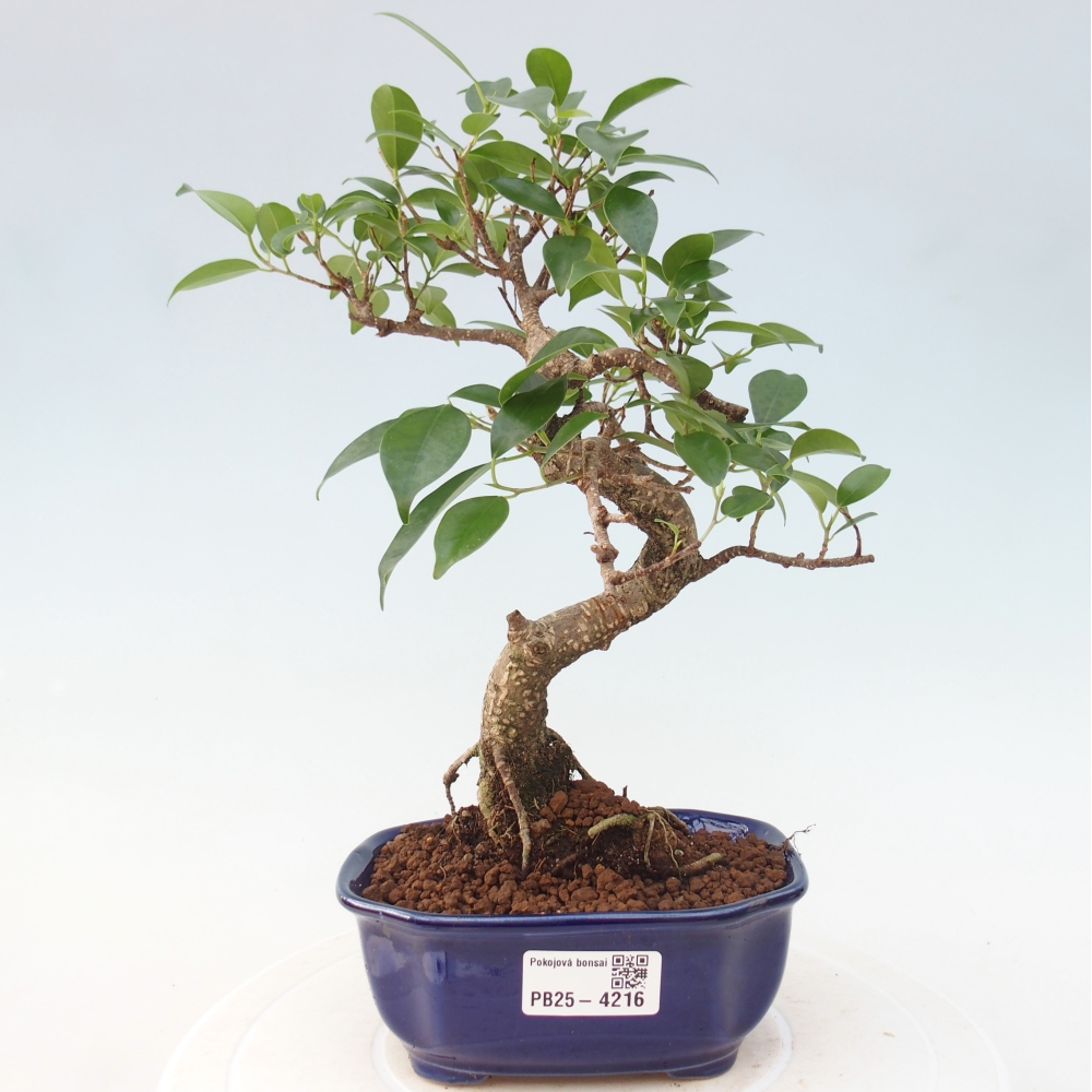 Pokojová bonsai - Ficus retusa -  malolistý fíkus