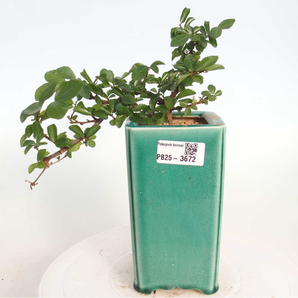 Pokojová bonsai - Grewia occidentalis - Hvězdice levandulová