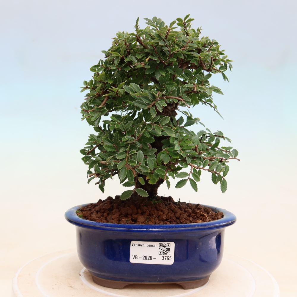 Venkovní bonsai - Zelkova - Zelkova NIRE