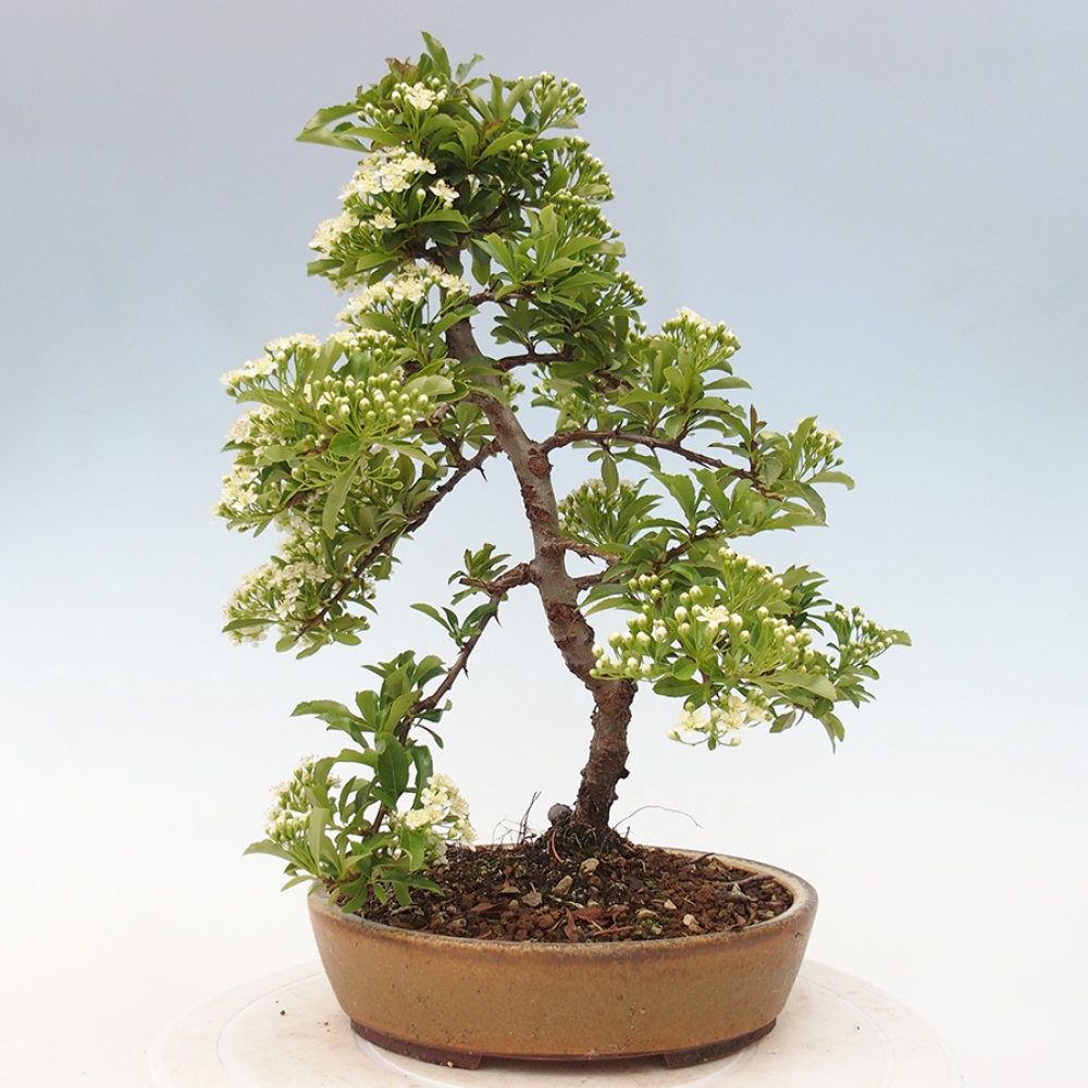 Venkovní bonsai-Pyracanta Teton -Hlohyně