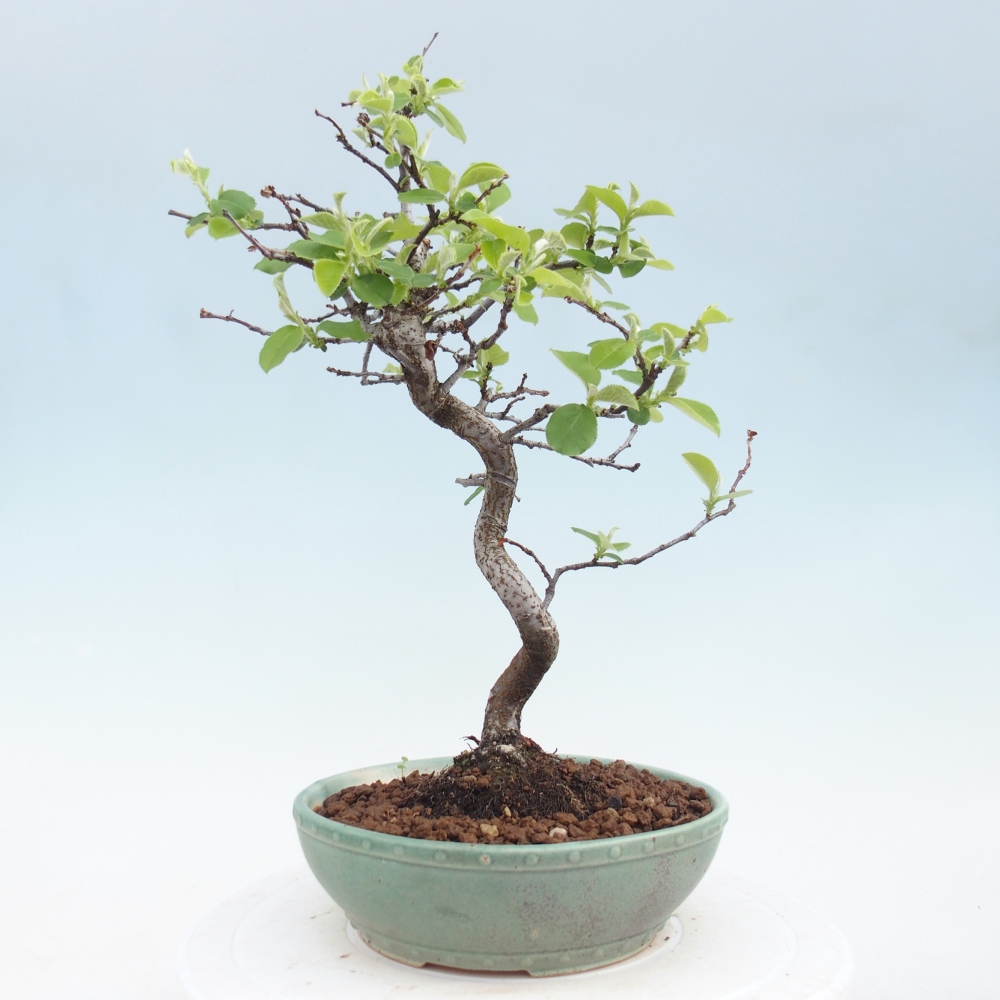 Venkovní  bonsai -  Chaneomeles chinensis - Kdoulovec čínsky