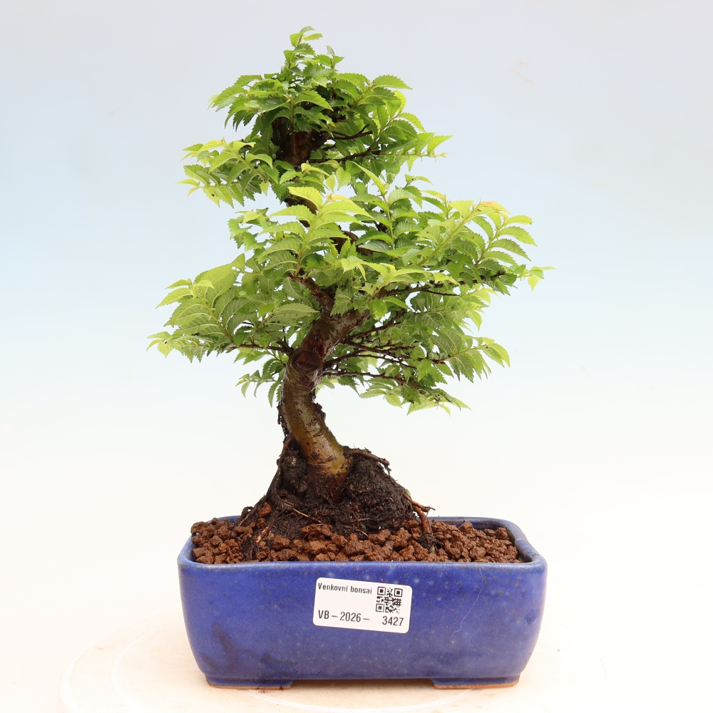Venkovní bonsai - Ulmus Jacqueline Hillier - Jilm nádherný