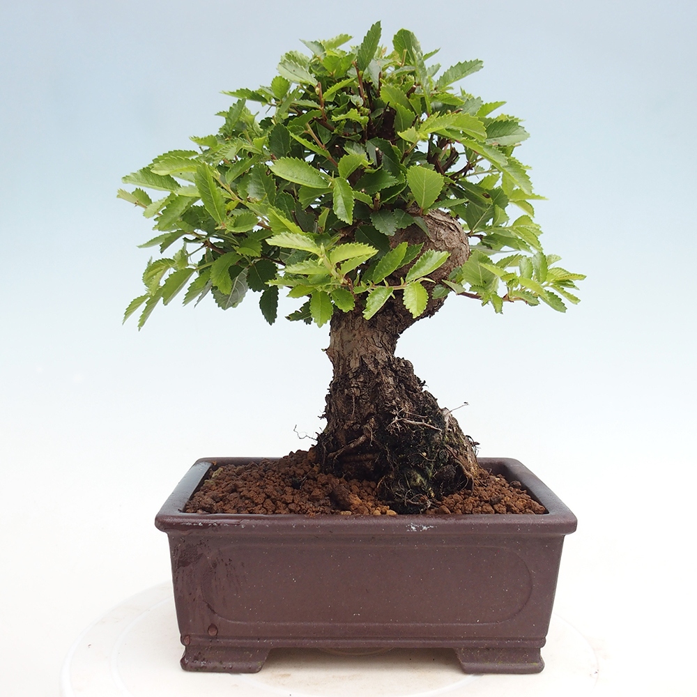 Venkovní bonsai - Zelkova - Zelkova NIRE