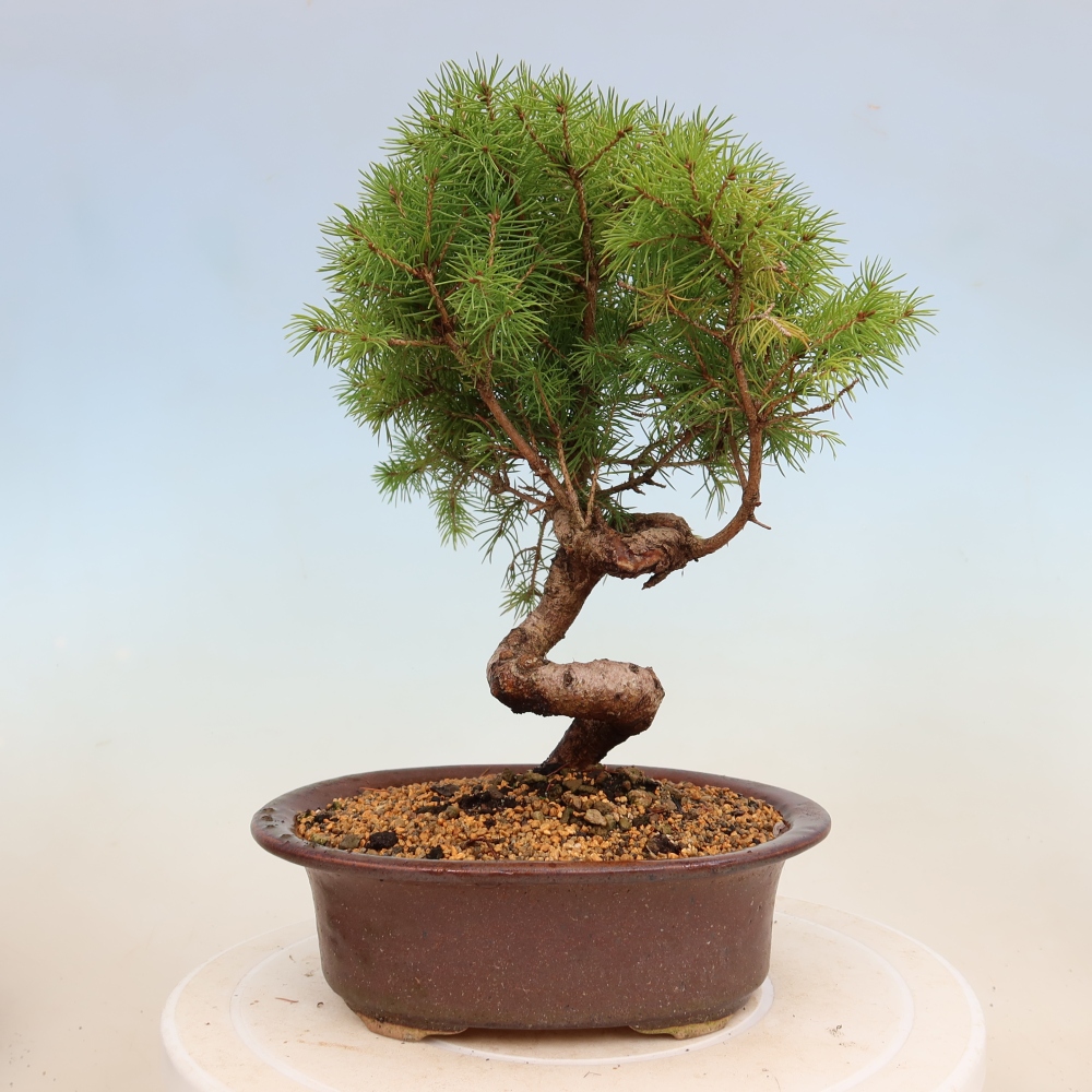 Venkovní bonsai- Smrk kulovitý - Picea glauca globe