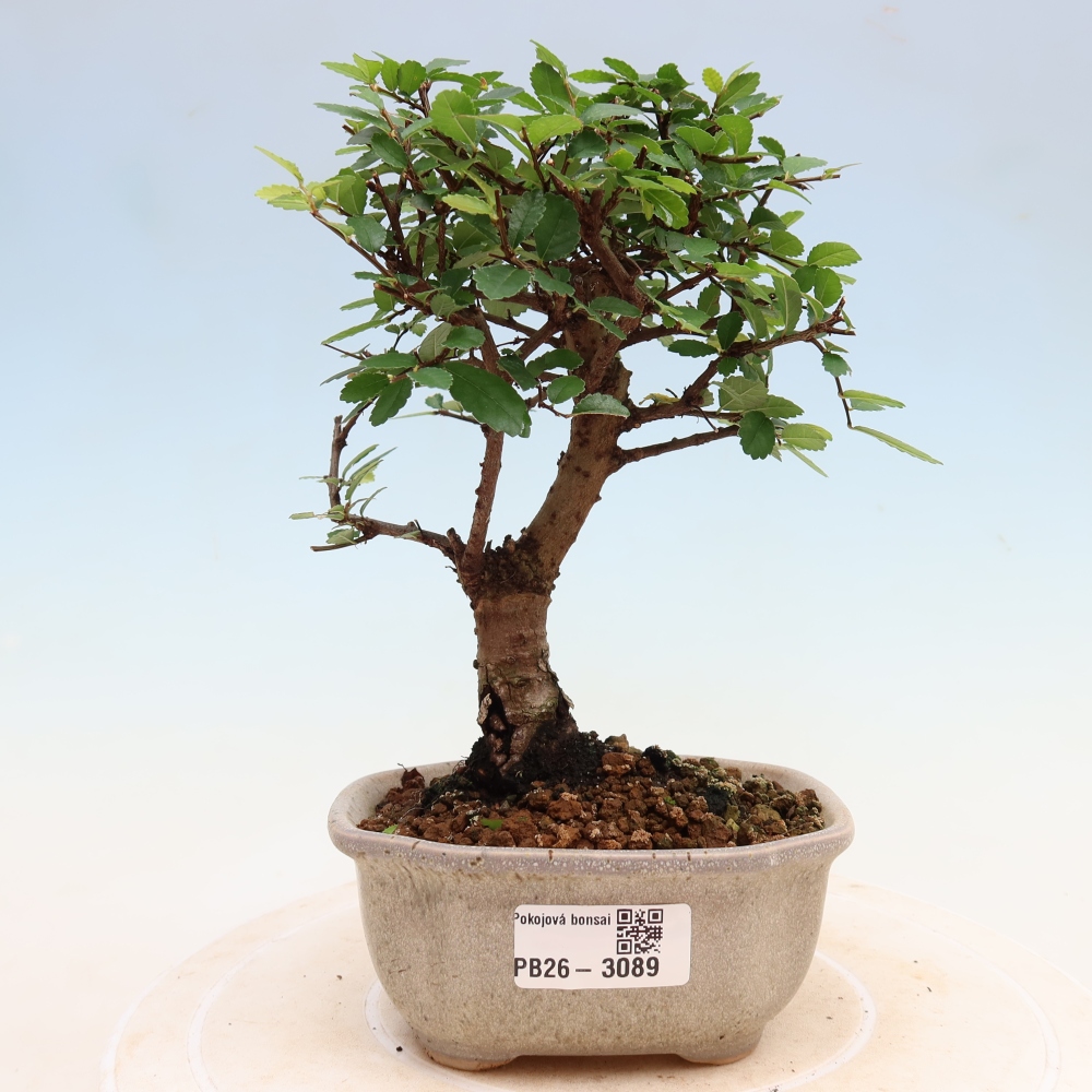 Pokojová bonsai - Ulmus parvifolia - Malolistý jilm