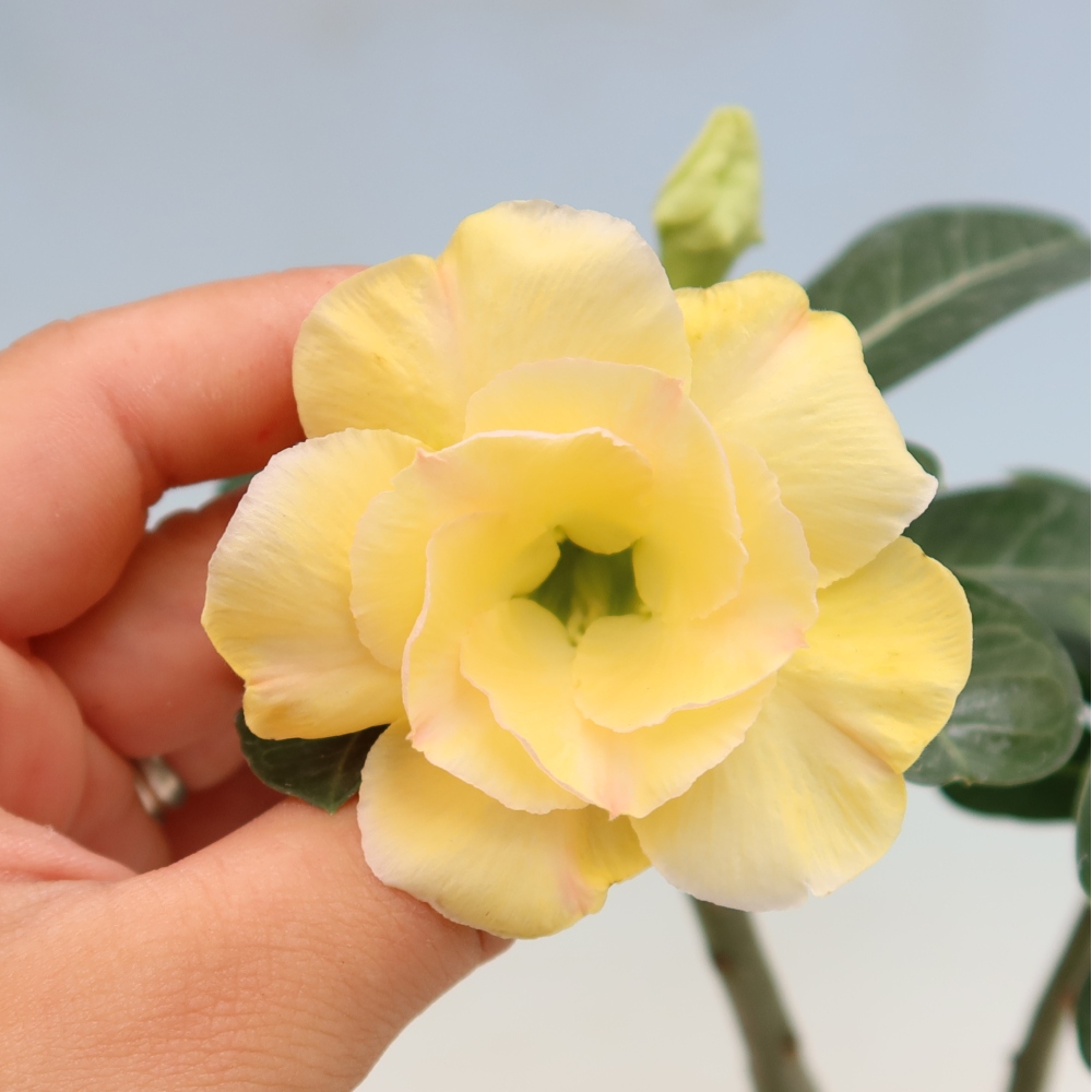Pokojová bonsai - Adenium obesum roubovaná Alonza  - Pouštní růže