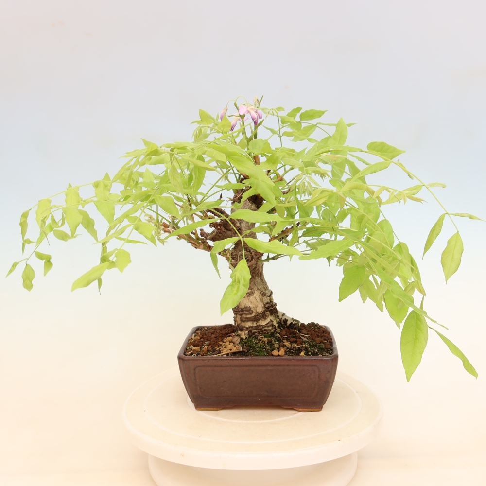 Venkovní bonsai - Vistarie květnatá - Wisteria floribunda