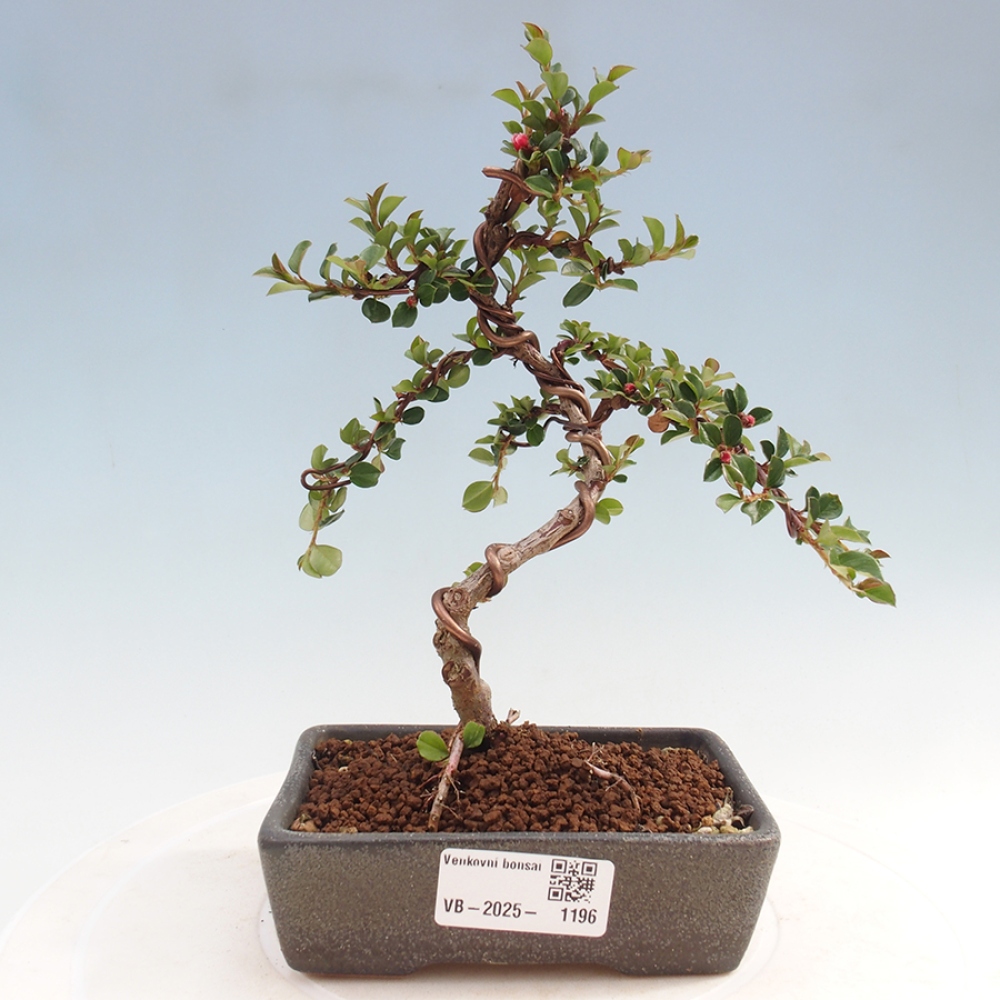 Venkovní bonsai-Cotoneaster horizontalis - Skalník