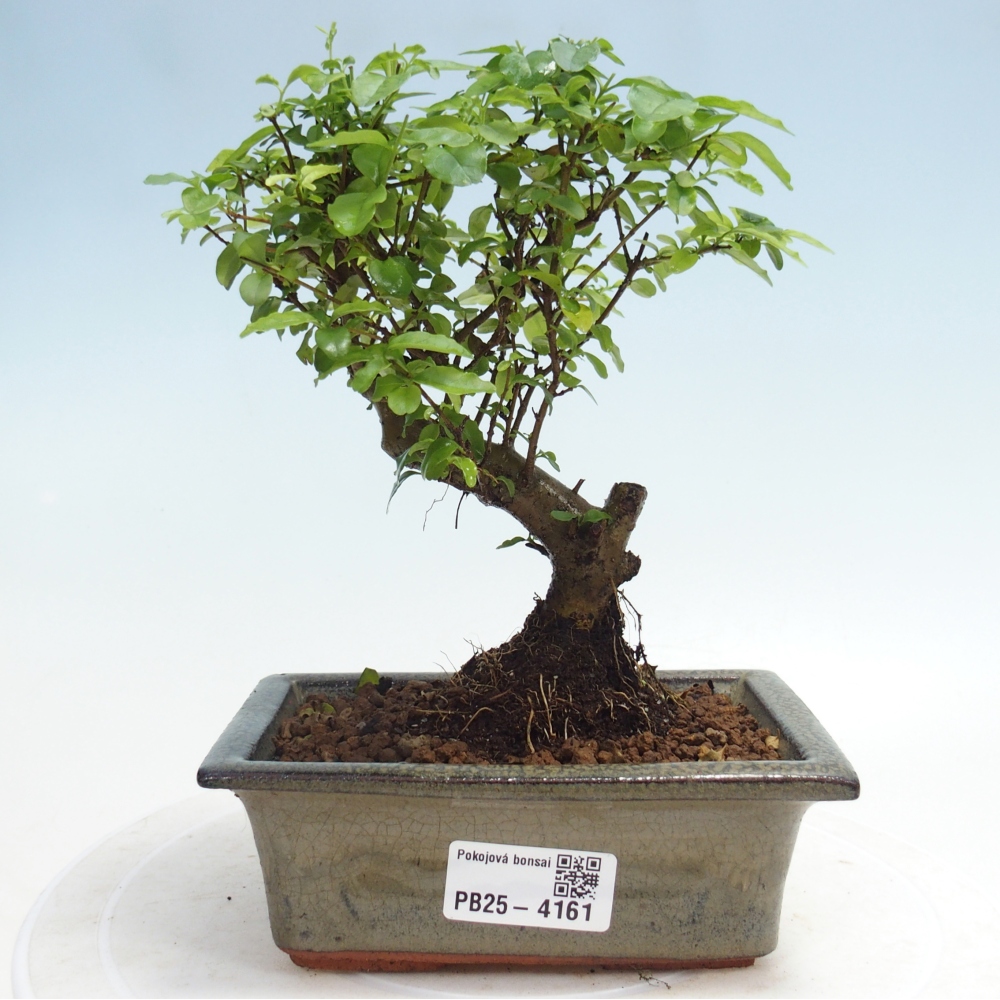 Pokojová bonsai -Ligustrum chinensis - Ptačí zob