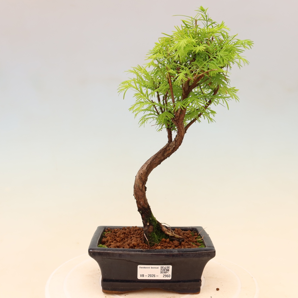 Venkovní bonsai - Metasequoia glyptostroboides - Metasekvoje čínská