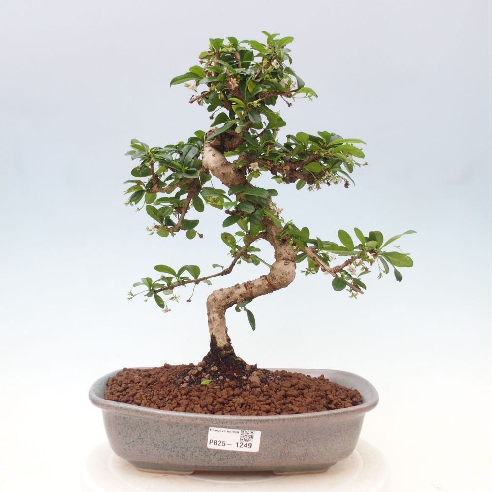 Pokojová bonsai - Carmona macrophylla - Čaj fuki