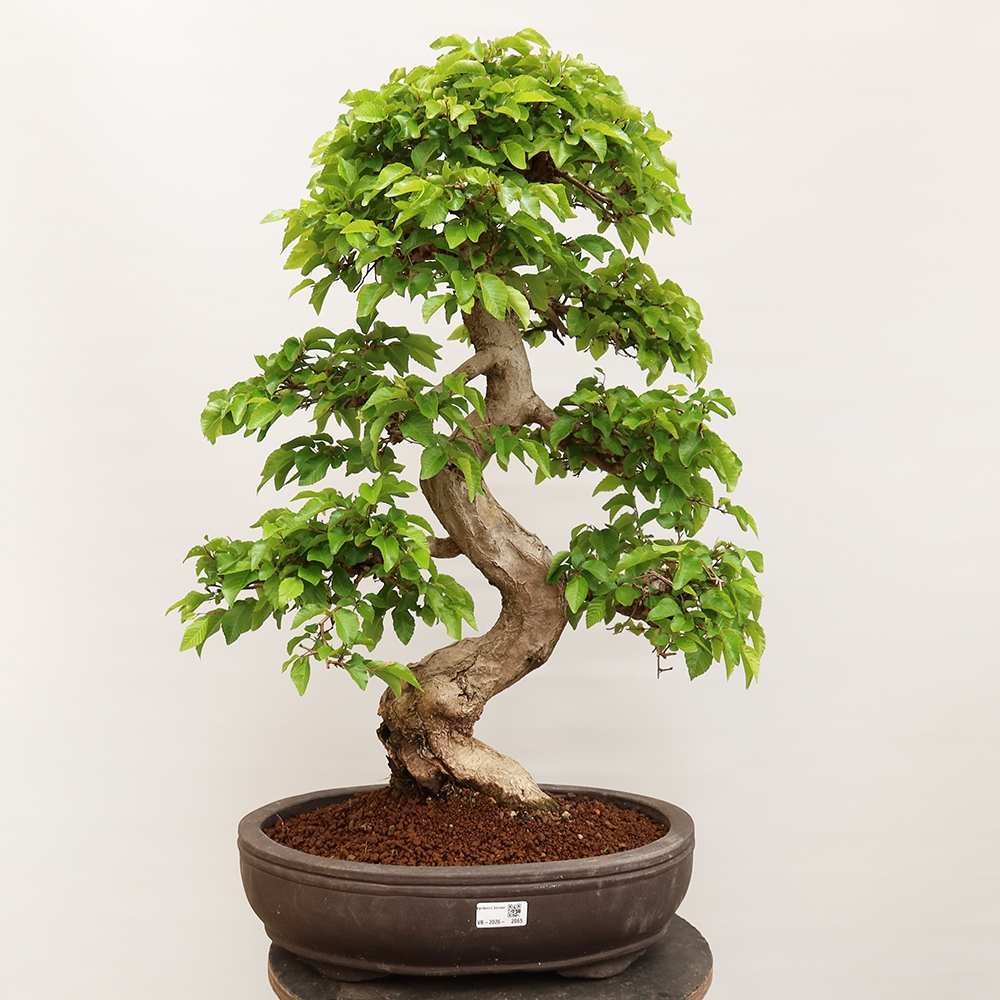 Venkovní bonsai -Carpinus Coreana - Habr korejský