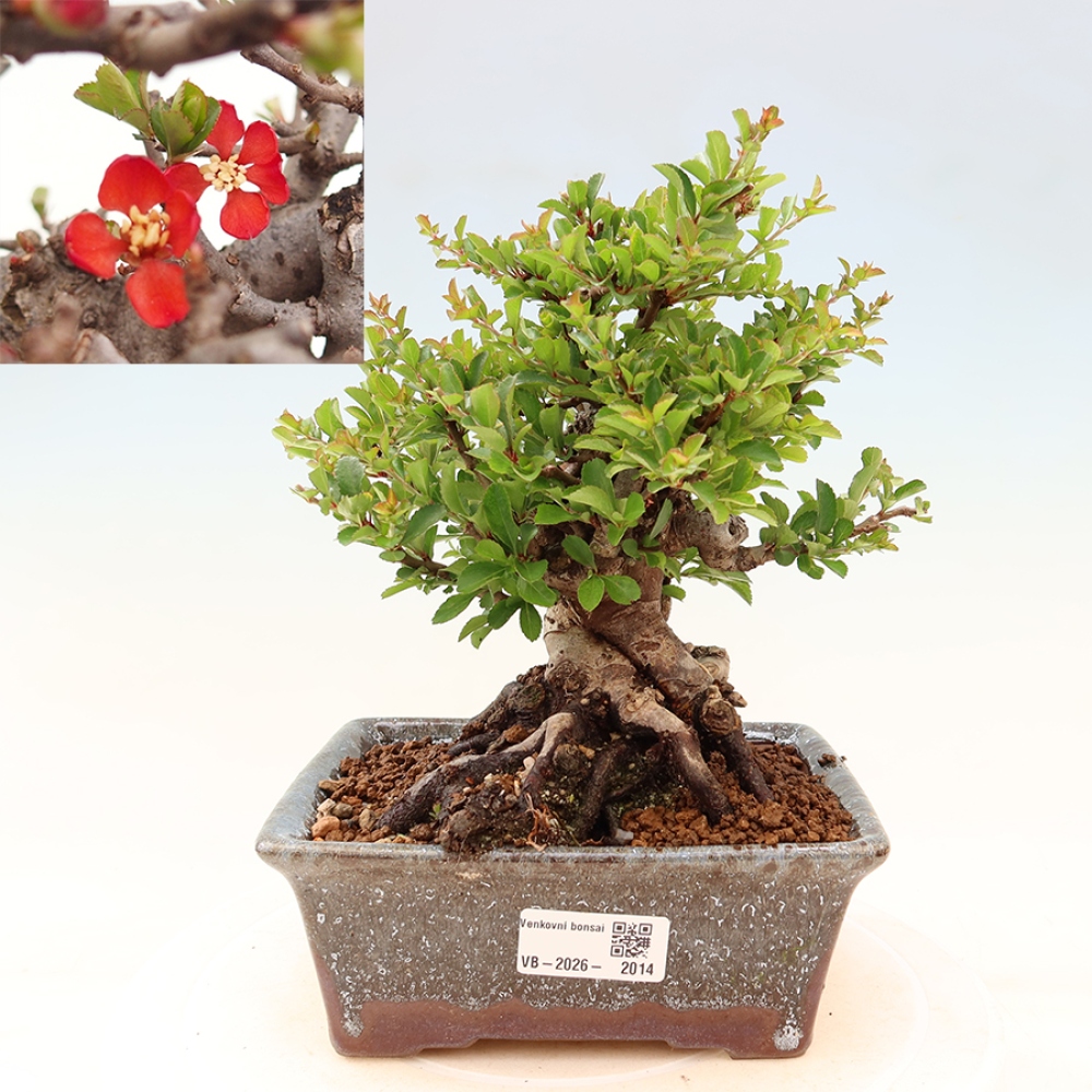 Venkovní  bonsai -  Chaneomeles speciosa Chojubai - Kdoulovec ozdobný
