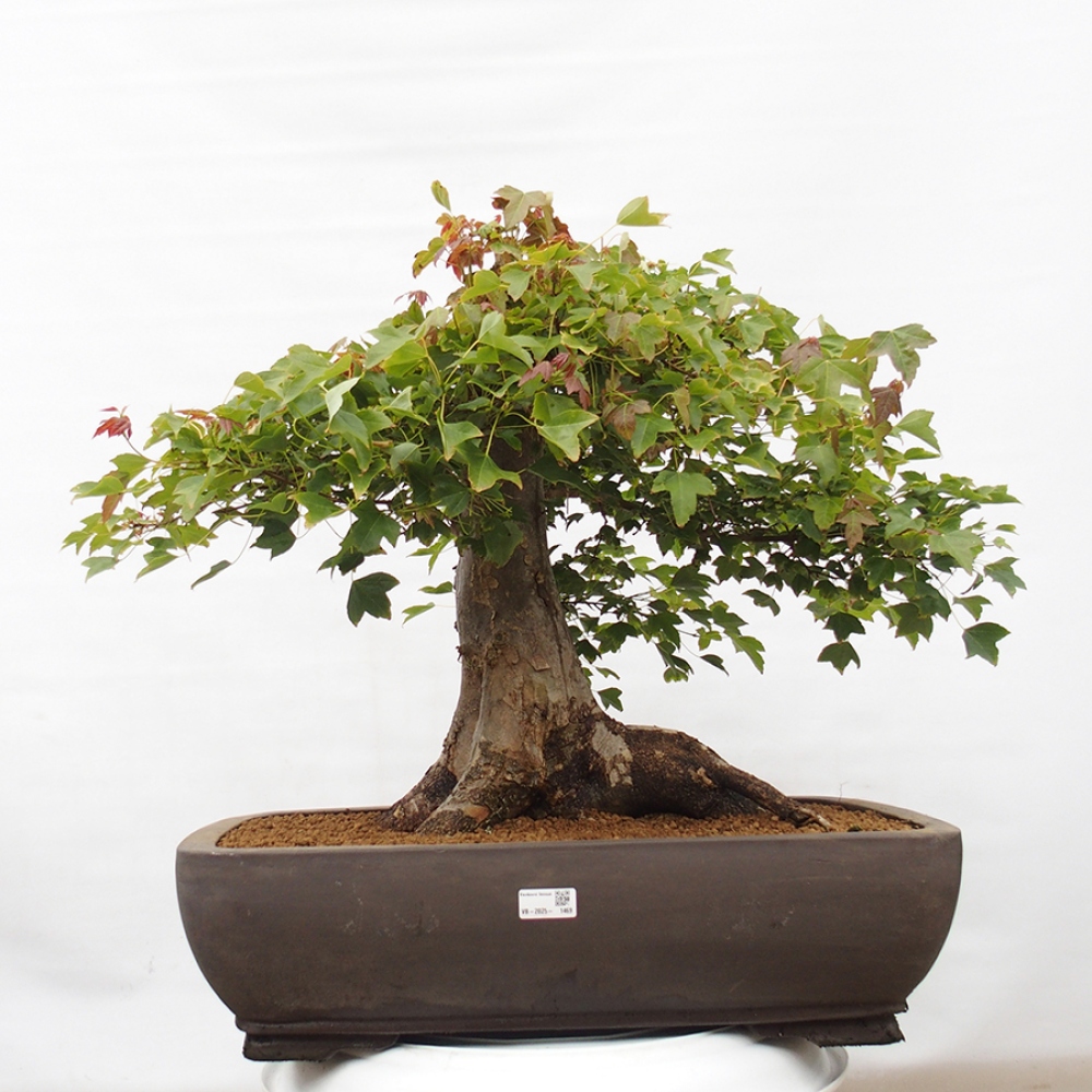 Venkovní bonsai - Acer Buergerianum - Javor Burgerův