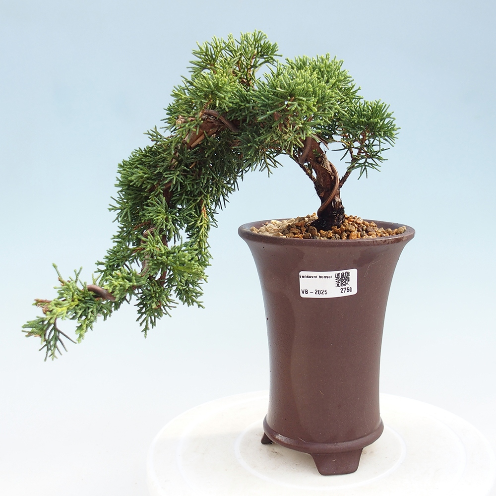 Venkovní bonsai - Juniperus chinensis Kishu -Jalovec čínský