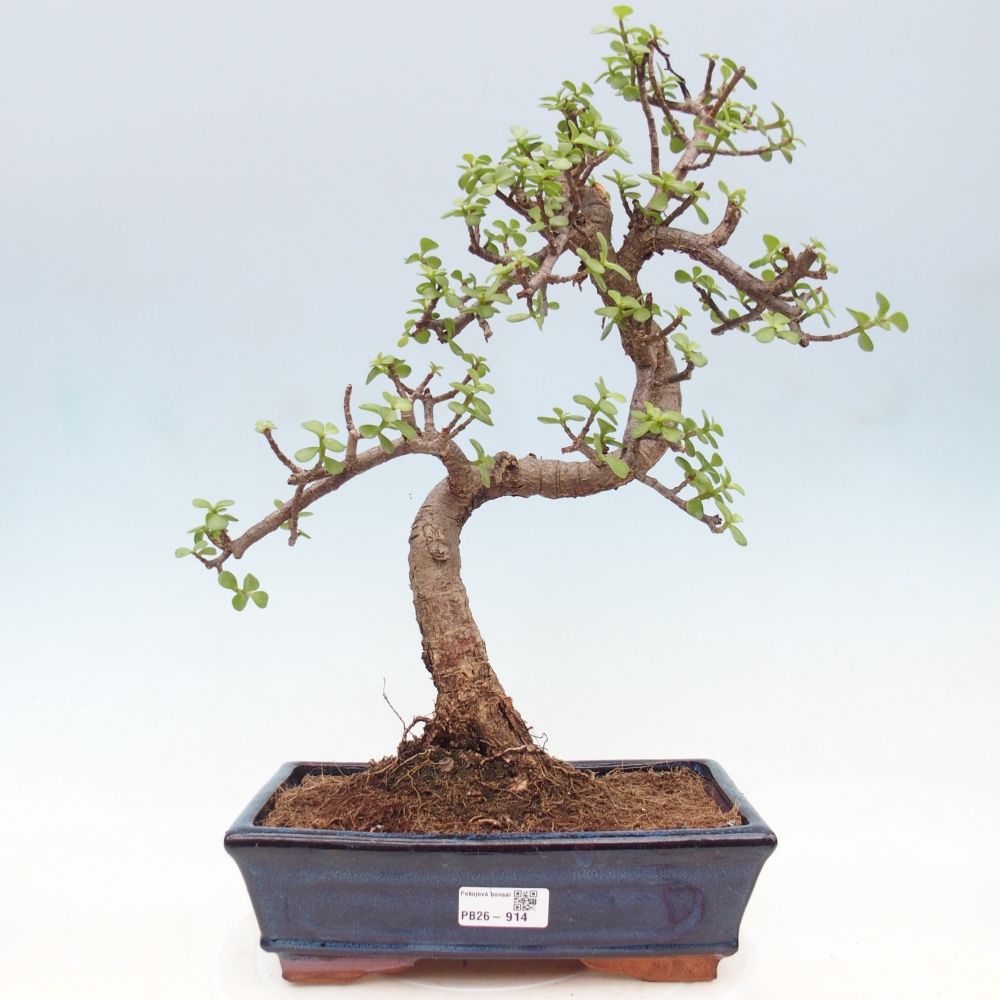 Pokojová bonsai - Portulakaria Afra - Tlustice