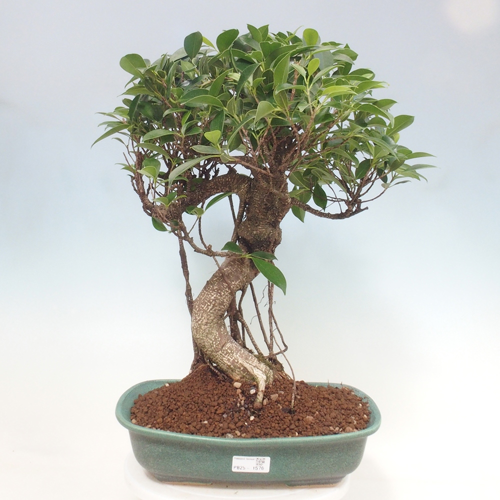 Pokojová bonsai - Ficus kimmen -  malolistý fíkus