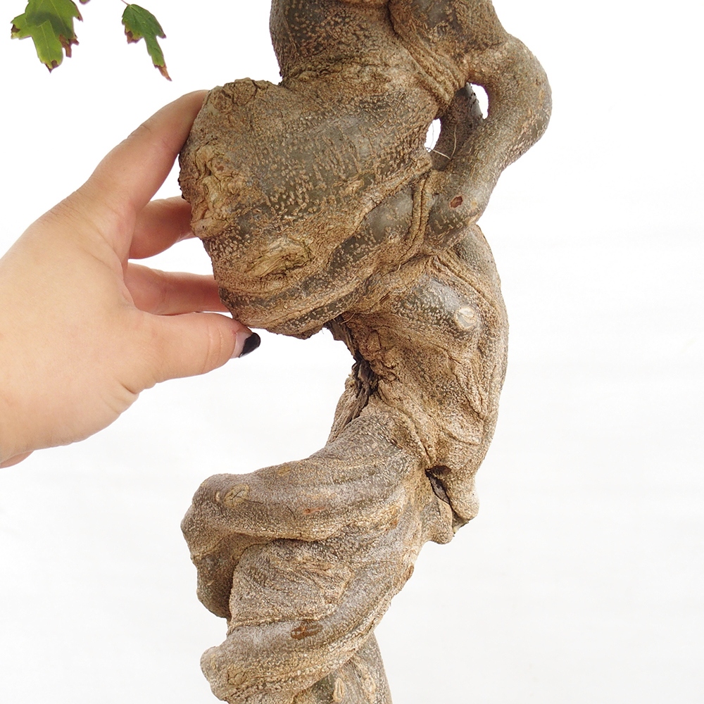 Venkovní bonsai - Acer Buergerianum - Javor Burgerův