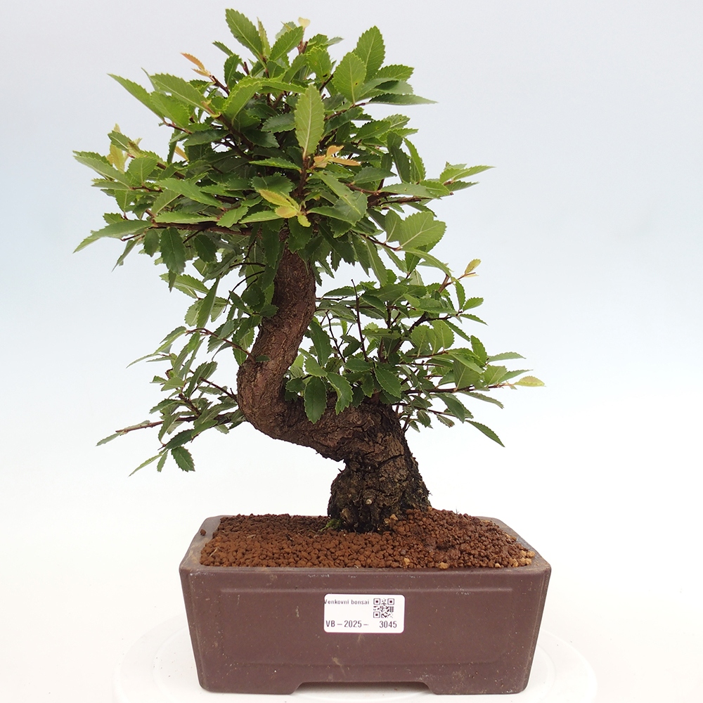 Venkovní bonsai - Zelkova - Zelkova serrata