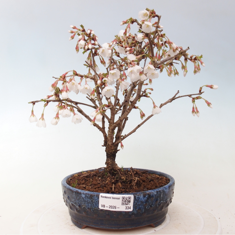 Venkovní bonsai - Prunus incisa Kojou-no mai-Slivoň vyříznutá