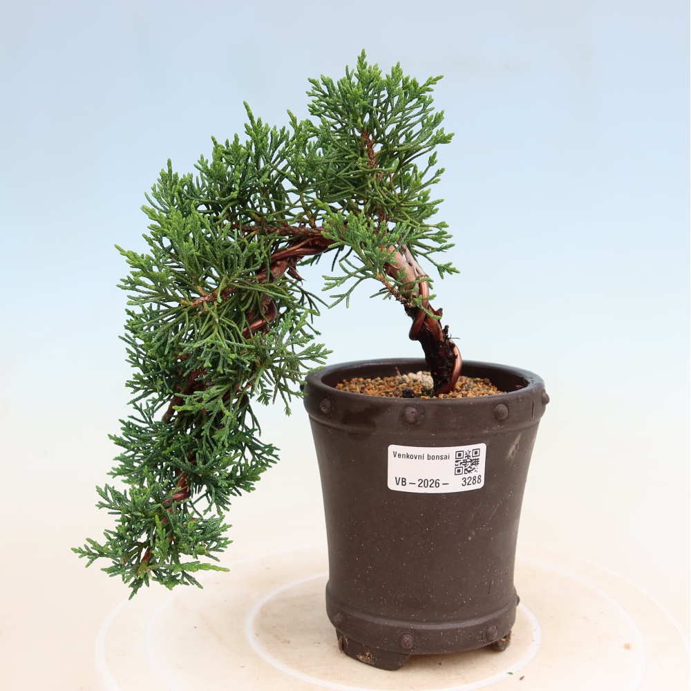 Venkovní bonsai - Juniperus chinensis Kishu -Jalovec čínský