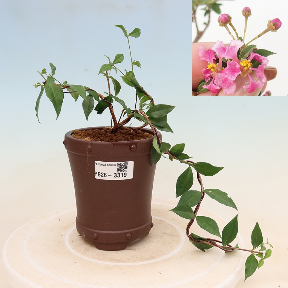 Pokojová bonsai - Malpígie barbadoská třešeň - Malpighia glabra 