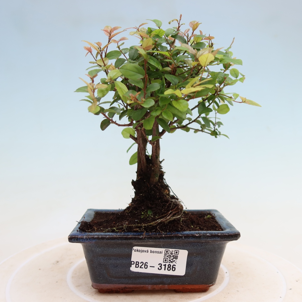 Pokojová bonsai - Sagerécie thea - Sagerécie thea