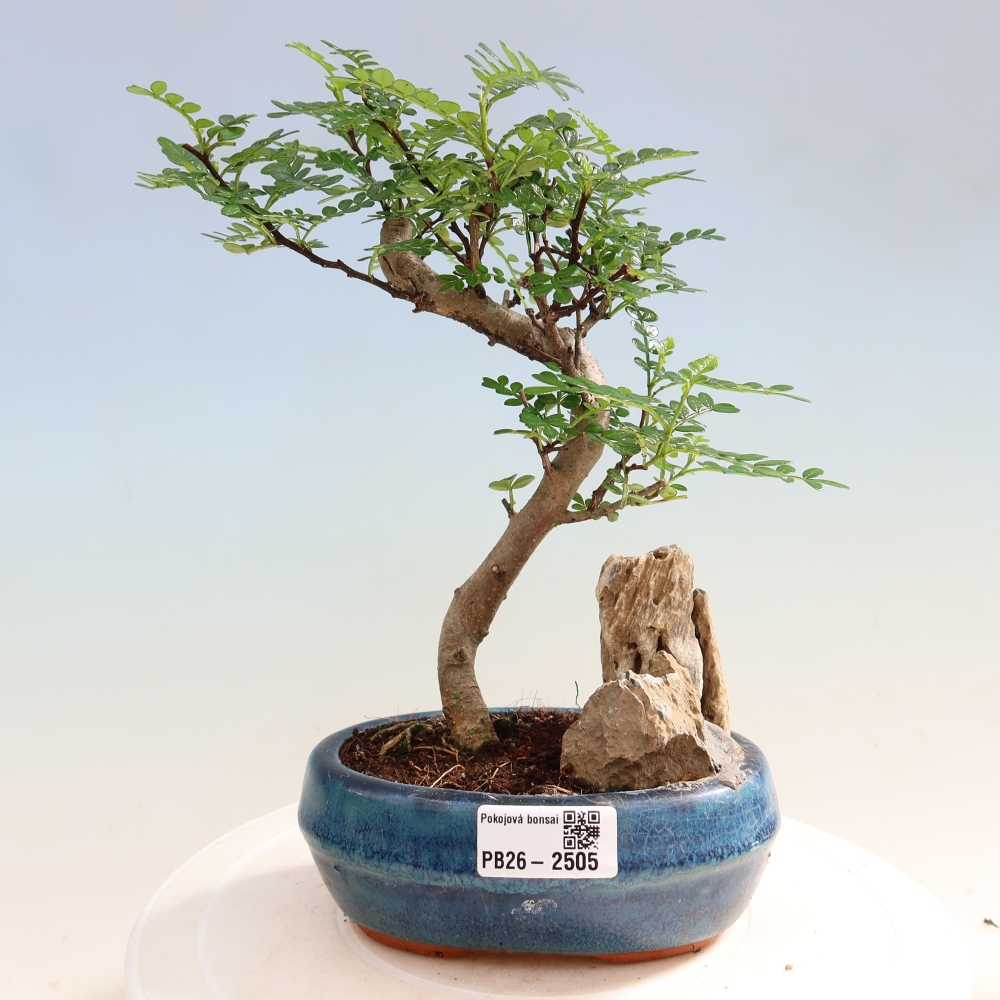 Pokojová bonsai - Zantoxylum piperitum - Pepřovník