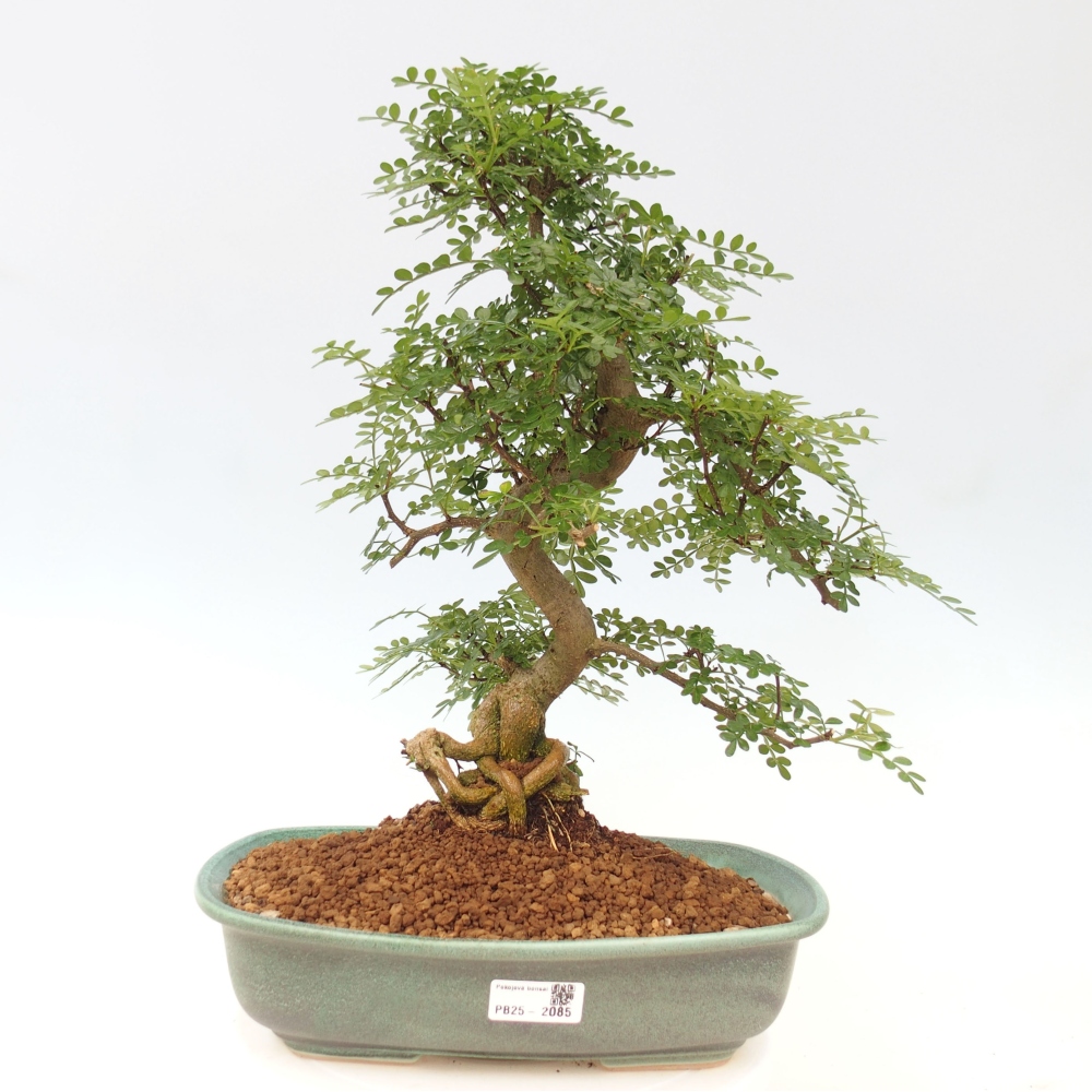 Pokojová bonsai - Zantoxylum piperitum - pepřovník