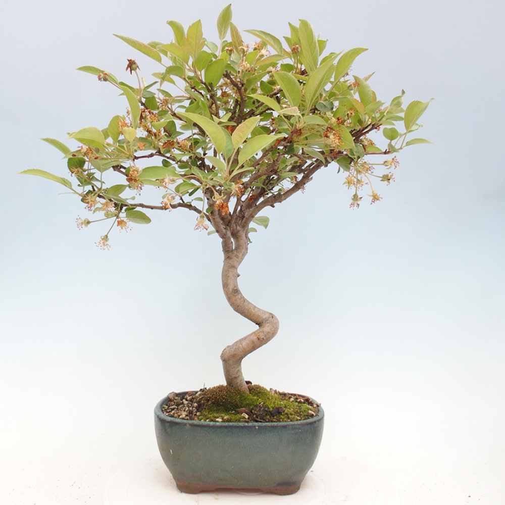 Venkovní bonsai -Malus halliana - Maloplodá jabloň
