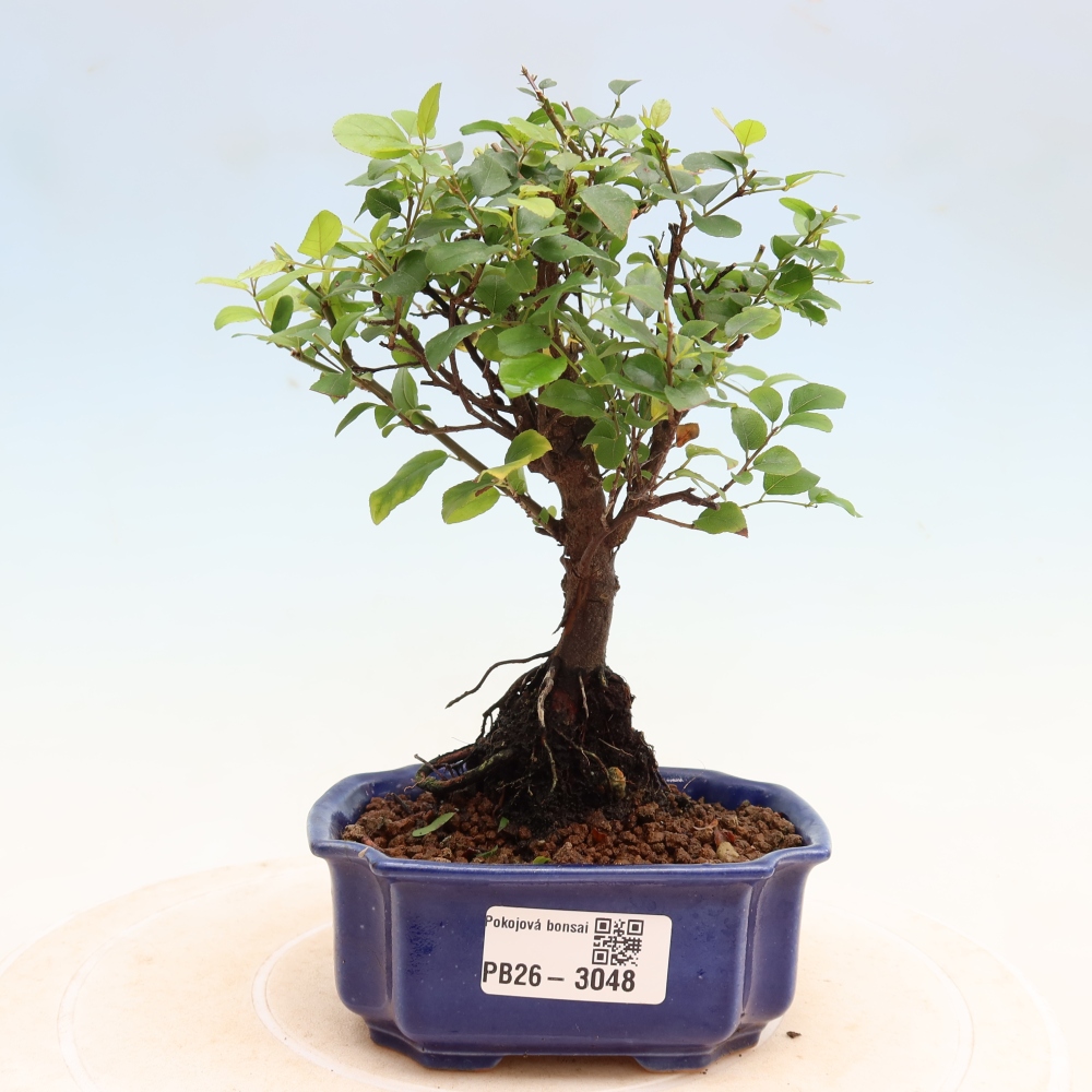 Pokojová bonsai - Sagerécie thea - Sagerécie thea