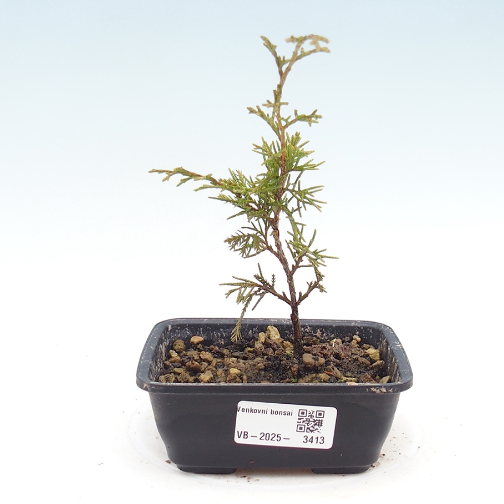 Venkovní bonsai - Juniperus chinensis Itoigawa -Jalovec čínský